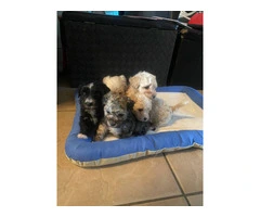 4 Maltipoo puppies available - 2