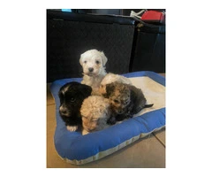 4 Maltipoo puppies available - 3