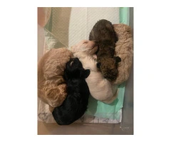 4 Maltipoo puppies available - 4