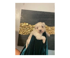 4 Maltipoo puppies available - 6