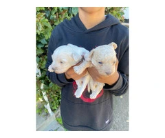 4 Maltipoo puppies available - 8