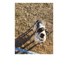 2 yrs old Bluetick coonhound