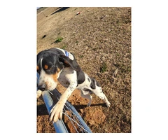 2 yrs old Bluetick coonhound - 3