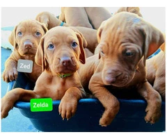 5 Vizsla puppies for sale