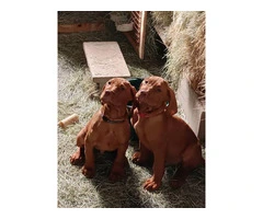 5 Vizsla puppies for sale - 2