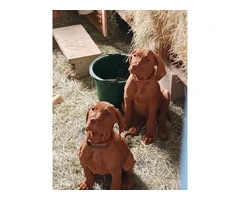 5 Vizsla puppies for sale - 5