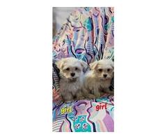 Fluffy Maltese puppies for sale - 2