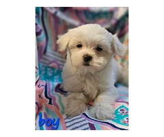 Fluffy Maltese puppies for sale - 3
