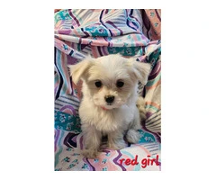 Fluffy Maltese puppies for sale - 4