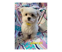 Fluffy Maltese puppies for sale - 5