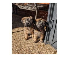 2 Wheaten Terrier puppies for sale - 1