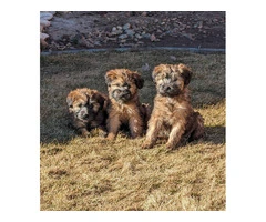 2 Wheaten Terrier puppies for sale - 2