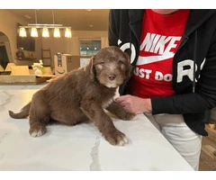 Bordoodle Puppies: Border Collie x Poodle Mix Perfect for Allergies