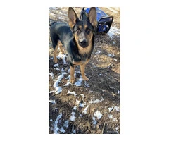 Adopt Liberty: 1 year old GSD puppy