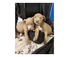 3 fawn pit bull puppies left - 1