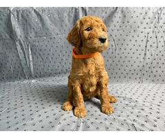 AKC Standard Poodles for sale