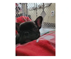 2 AKC Frenchie pups for sale - 4