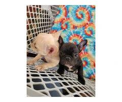 2 AKC Frenchie pups for sale - 5
