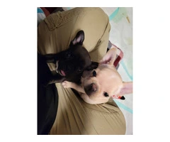 2 AKC Frenchie pups for sale - 8