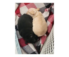 2 AKC Frenchie pups for sale - 9