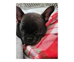 2 AKC Frenchie pups for sale - 10