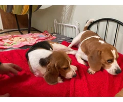 3 boy beagle puppies for sale - 1