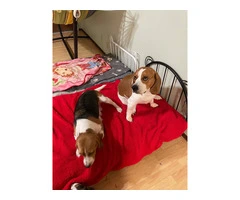 3 boy beagle puppies for sale - 2