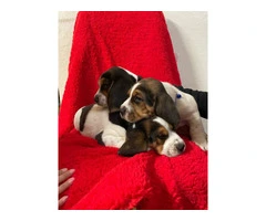 3 boy beagle puppies for sale - 3
