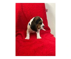 3 boy beagle puppies for sale - 4