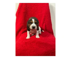 3 boy beagle puppies for sale - 5