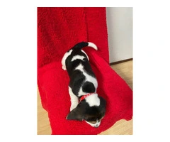 3 boy beagle puppies for sale - 6