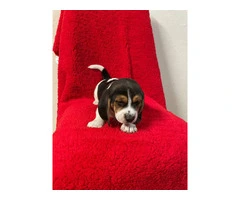 3 boy beagle puppies for sale - 7