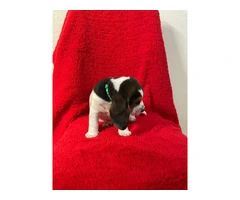 3 boy beagle puppies for sale - 9