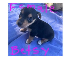 6 Jack Russell puppies for sale - 2