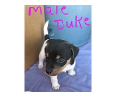 6 Jack Russell puppies for sale - 3