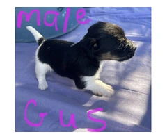6 Jack Russell puppies for sale - 4