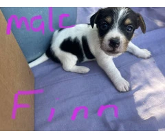 6 Jack Russell puppies for sale - 5