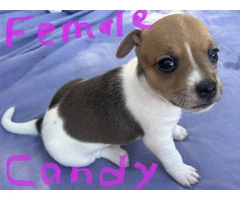 6 Jack Russell puppies for sale - 6