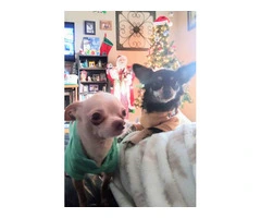 Chihuahua fur babies
