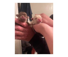 Chihuahua fur babies - 2