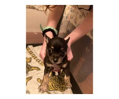 Chihuahua fur babies - 4