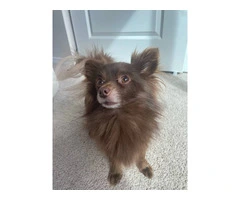 Meet Oso: The Lovable PomChi Ready for a Forever Home - 3