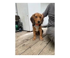 3 months old male beagle pup - 2