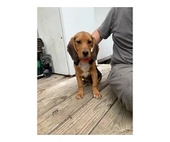 3 months old male beagle pup - 3
