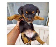 Cute Mini Chiweenie puppy