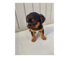 Cute Mini Chiweenie puppy - 2