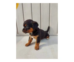 Cute Mini Chiweenie puppy - 3