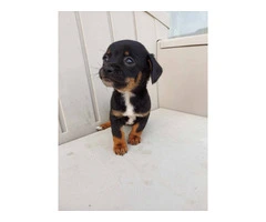 Cute Mini Chiweenie puppy - 4