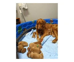 Golden Retriever Puppies Ready on May - 5