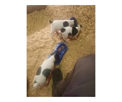 3 boy Jack Russell puppies - 4